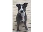 Adopt Ruby a Black - with White Border Collie / Mixed dog in Algonquin