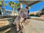 Adopt XENA a Tan/Yellow/Fawn Pit Bull Terrier / Mixed dog in Tustin