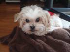 Adopt Pops a Tan/Yellow/Fawn - with White Morkie / Mixed dog in East Meadow