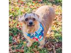 Adopt Jingles a Tan/Yellow/Fawn Terrier (Unknown Type, Small) / Mixed dog in