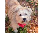 Adopt Rebel a Tan/Yellow/Fawn Terrier (Unknown Type, Small) / Mixed dog in Waco