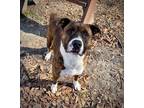 Adopt Donald a Brindle Boxer / Mixed dog in Spartanburg, SC (39526110)