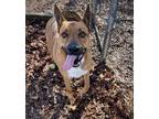Adopt Ham a Brown/Chocolate German Shepherd Dog / Mixed dog in Spartanburg