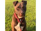 Adopt Spike (James-TN) a Tan/Yellow/Fawn American Staffordshire Terrier / Pit
