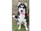 Adopt Sir Rupert a Black - with White Alaskan Malamute / Mixed dog in Freehold