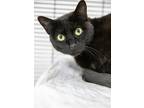 Adopt Velma a All Black Domestic Shorthair / Mixed (short coat) cat in St.