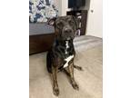 Adopt Zeus a Black - with Tan, Yellow or Fawn American Pit Bull Terrier / German