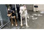 Adopt Dasher a White Labrador Retriever / Mixed dog in Terre Haute