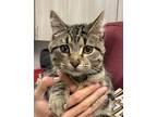 Adopt William a Gray or Blue Domestic Shorthair / Domestic Shorthair / Mixed cat
