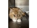 Adopt Aslan a Orange or Red Maine Coon / Domestic Shorthair / Mixed cat in