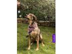 Adopt Sonny a Brown/Chocolate - with Black Rhodesian Ridgeback / Mixed dog in