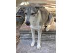 Adopt Storm a Gray/Blue/Silver/Salt & Pepper German Shepherd Dog / Greyhound /