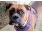 Adopt ROXIE a Brindle Boxer / Mixed dog in Kuna, ID (40415258)