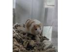 Adopt Hawkweed a Mouse small animal in Crystal Lake, IL (40400922)