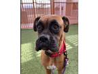 Adopt JULES a Tan/Yellow/Fawn Boxer / Mixed dog in Kuna, ID (40415175)