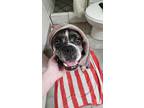 Adopt BUFFY a Brindle Boxer / Mixed dog in Kuna, ID (40415155)