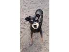 Adopt Maurice a Manchester Terrier / Mixed dog in PAHRUMP, NV (39636025)