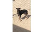 Adopt Marshall a Manchester Terrier / Mixed dog in PAHRUMP, NV (39636024)