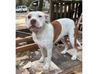 Adopt Wonder a American Pit Bull Terrier / Mixed Breed (Medium) / Mixed dog in