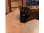 Adopt Sage a Tortoiseshell Domestic Mediumhair (medium coat) cat in