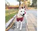 Adopt Sophie a White Jindo / Mixed dog in Seattle, WA (40400055)