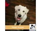 Adopt Hope a Tan/Yellow/Fawn Great Pyrenees / Mixed dog in Luling, TX (40414154)