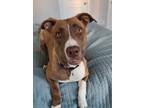 Adopt Lily a Brown/Chocolate Pit Bull Terrier / Mixed Breed (Medium) / Mixed dog
