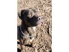 Adopt DUSTY a Gray/Blue/Silver/Salt & Pepper Mixed Breed (Large) / Mixed dog in