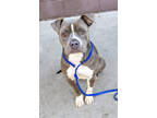 Adopt Adell a Gray/Blue/Silver/Salt & Pepper Mixed Breed (Large) / Mixed dog in