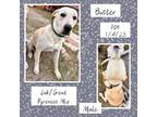 Adopt Buster a Tan/Yellow/Fawn Great Pyrenees / Labrador Retriever / Mixed dog