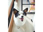 Adopt Leah a White - with Black Spitz (Unknown Type, Small) / Mixed dog in