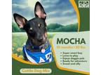 Adopt Mocha a Black - with Tan, Yellow or Fawn Australian Cattle Dog /