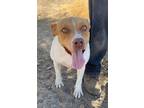 Adopt SANDY a White - with Red, Golden, Orange or Chestnut Pit Bull Terrier /
