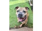 Adopt Darla a Brown/Chocolate - with Tan American Staffordshire Terrier / Mixed