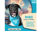 Adopt Duke a Black - with White Labrador Retriever / Mixed Breed (Large) / Mixed