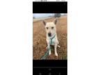 Adopt Sandy a Tan/Yellow/Fawn Labrador Retriever / Border Terrier / Mixed dog in