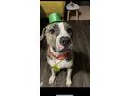 Adopt Kush a Brindle Mutt / Mixed dog in Charlotte, NC (40409077)