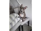 Adopt Tyler a Gray/Silver/Salt & Pepper - with White American Staffordshire