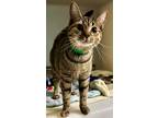 Adopt Rogue a Domestic Mediumhair / Mixed (short coat) cat in Tiffin