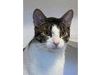 Adopt Dash a Gray, Blue or Silver Tabby Domestic Shorthair (short coat) cat in