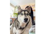Adopt Mooncake a White - with Black Husky / Silky Terrier / Mixed dog in San