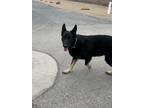 Adopt Callahan a Black - with Tan, Yellow or Fawn German Shepherd Dog / Mixed