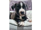Adopt Prancer a Black - with White Pit Bull Terrier / Mixed dog in Ft.