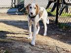 Adopt Cosmo a Brown/Chocolate Hound (Unknown Type) / Mixed dog in Moncks Corner