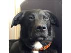 Adopt Milo a Black - with White Labrador Retriever / Border Collie / Mixed dog