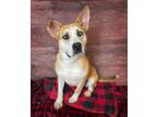Adopt Marvin a Tan/Yellow/Fawn Terrier (Unknown Type, Medium) / Mixed Breed
