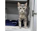Adopt Aaron a Gray or Blue Domestic Shorthair / Domestic Shorthair / Mixed cat
