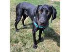 Adopt Barney a Black Labrador Retriever / Mixed dog in San Francisco