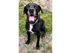 Adopt Dominic a Black Labrador Retriever / Mixed dog in San Francisco