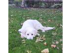 Adopt Casper a White - with Black Great Pyrenees / Mixed dog in San Francisco